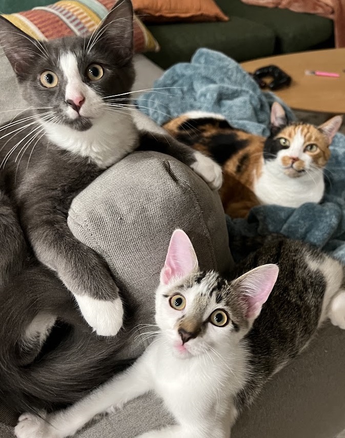 Finn, Piper, and a foster cat