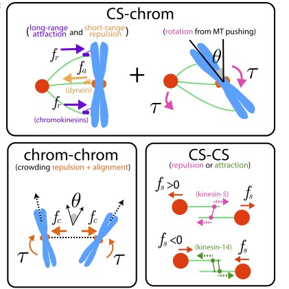 Figure from Mitotic Spindle Bipolarity via Torque