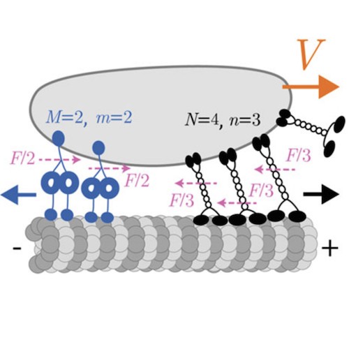 Figure from Collective Molecular Motor Transport