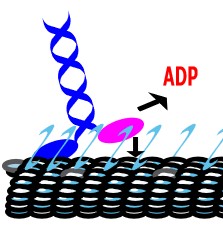 Figure from Kinesin-1 and Tubulin C-Terminal Tails