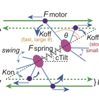 Figure from Non-Centrosomal Microtubules at Kinetochores