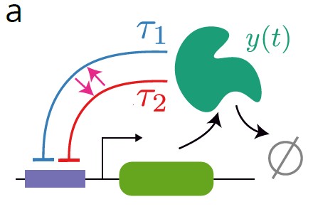 Figure from Stochastic Delayed Feedback Switching