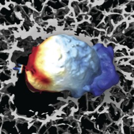 Figure from Actin-Membrane Release and Protrusions
