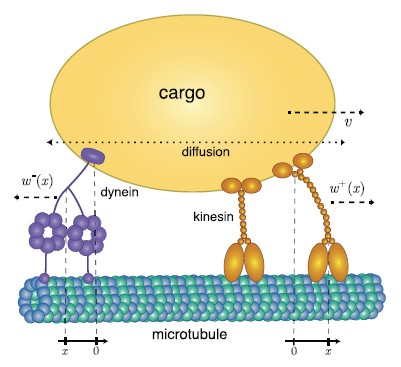 Figure from Bidirectional Motor-Mediated Transport