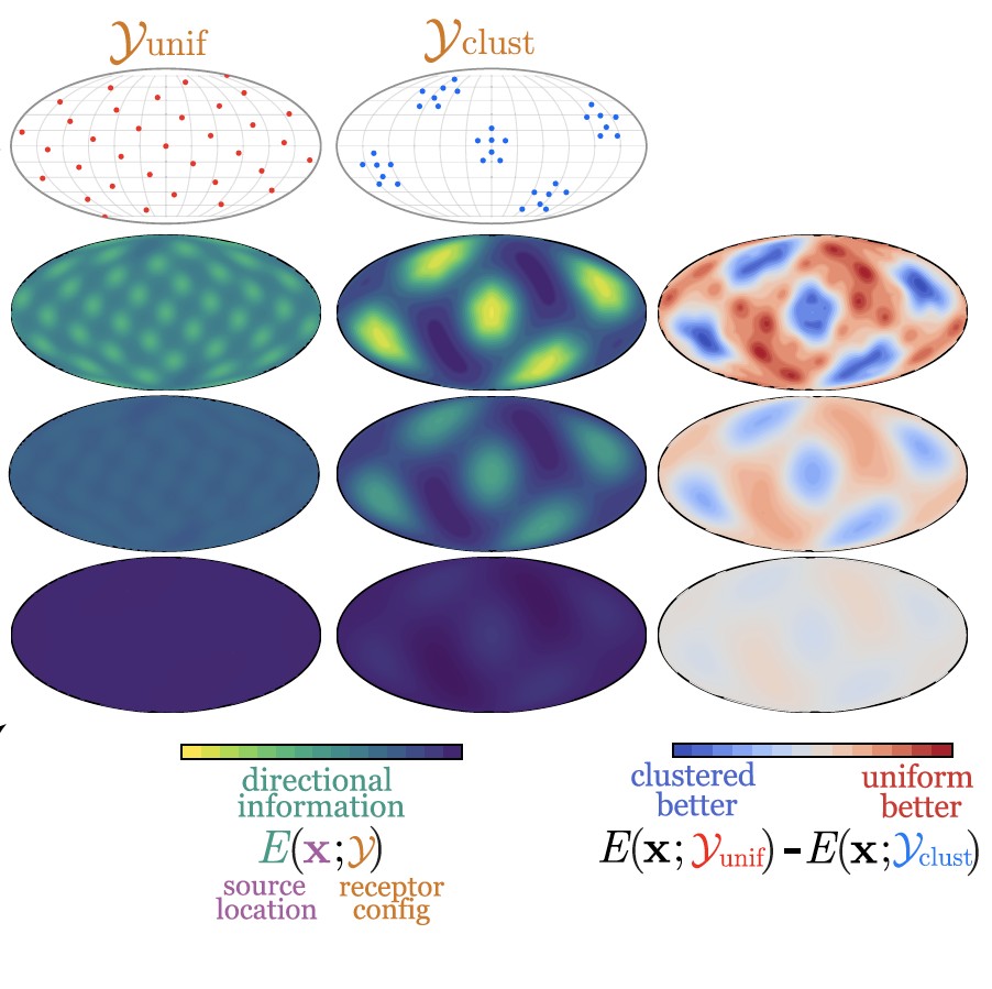 Figure from Receptor Organization and Direction Sensing