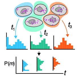 Figure from Stochastic Gene Expression Review
