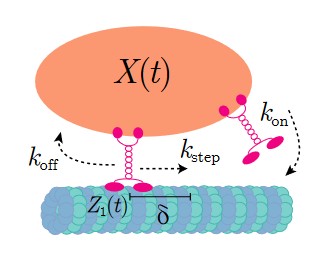 Figure from Non-Processive Motor Transport Analysis