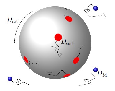 Figure from Receptor Diffusion and Association Rates