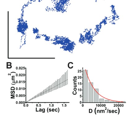 Figure from Microtubule Cargo Immotile Behavior